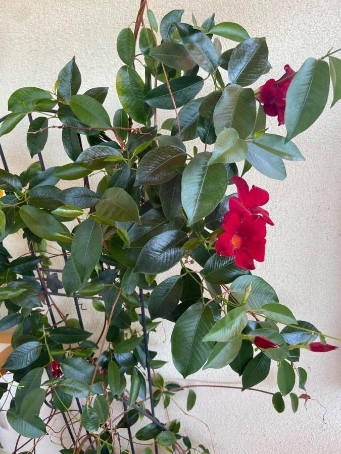 Ferienwohnung Fodor Haz Gyenesdiás Exterior foto